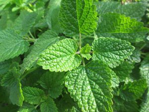 La Melisa, una planta medicinal